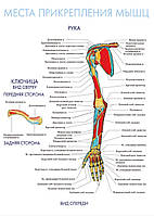 Места прикрепления мышц. Рука - постер