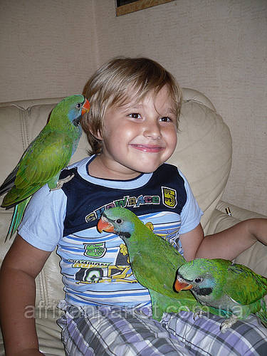 Китайський папуга або чинський папуга. Малюки Докормыши.