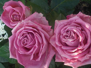 Троянда Аква (Aqua) чайно-гібридна, фото 2