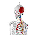 Анатомічна модель людського скелета 180 см + анатомічний плакат, фото 6