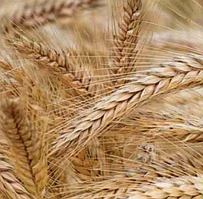 Луран, озимий ячмінь Selgen