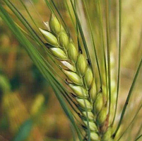 Тітус, озимий ячмінь Saaten Union