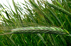 Наомі, озимий ячмінь Saaten Union