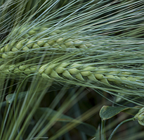 Лорелей, озимий ячмінь Saaten Union