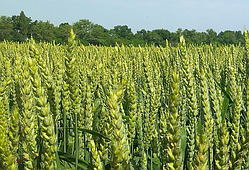 Скаген, озима пшениця Saaten Union