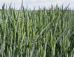 Насіння озимої пшениці