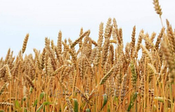 Юлія, озима пшениця Selgen