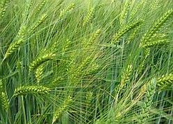 Майбрит, озимий ячмінь Saaten Union