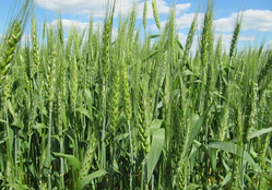 Нота одеська, озима пшениця СГІНЦНС