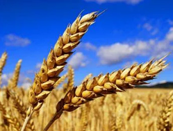 Даринка Київська, озима пшениця ІФРГНАН