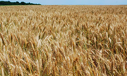 Астарта, озима пшениця ІФРГНАН