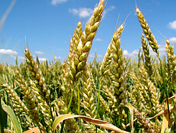 Богдана, озима пшениця ІФРГНАН