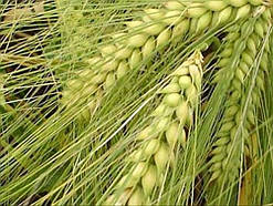 Дев'ятий вал, озимий ячмінь СГІНЦНС