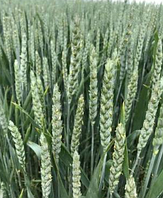 Рання, пшениця озима