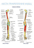 Места прикрепления мышц. Нога и стопа - постер