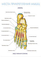 Места прикрепления мышц. Стопа (вид с тыльной стороны)- постер