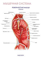 Мышечная система. Поверхностные мышцы (вид сбоку) - плакат