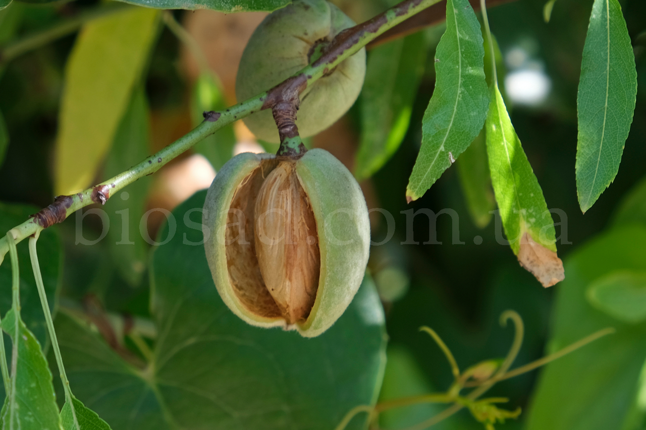 Мигдаль плодовий солодкий Цукровий