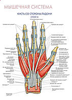 Мышечная система. Кисть со стороны ладони (слой III) - плакат