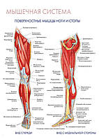 Мышечная система. Поверхностные мышцы ноги и стопы (вид спереди, вид с медиальной стороны- постер