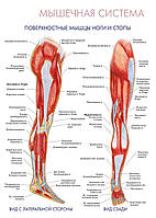 Мышечная система. Поверхностные мышцы ноги и стопы (вид с латеральной стороны, вид сзади) - постер