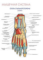 Мышечная система. Стопа с тыльной стороны (слой III) - постер
