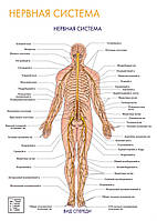 Нервная система. Вид спереди - постер