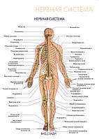 Нервная система. Вид сзади - постер