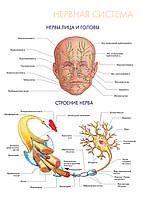 Нервная система. Нервы лица и головы. Строение нерва - постер