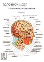Головной мозг. Расположение головного мозга - плакат