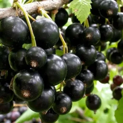 Саженцы смородины ЧЕРНЫЙ АИСТ среднего срока созревания (двухлетний)