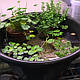 НАБІР №2 "СТАВОК У ВАЗОНІ" - комплект рослин для міні водойми, фото 10