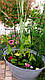 НАБОР №1 "СТАВОК у ВАЗОНІ" - комплект рослин для міні водойми, фото 8