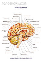 Головной мозг. Медиальный (сагиттальный разрез) - плакат
