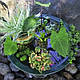 НАБІР №3 "СТАВОК У ВАЗОНІ" - комплект рослин для міні водойми, фото 6