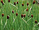 НАБІР №3 "СТАВОК У ВАЗОНІ" - комплект рослин для міні водойми, фото 3