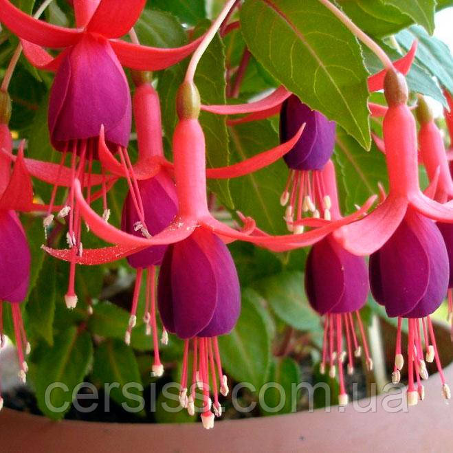 Фуксія мікс кольорів, Fuchsia triphylla