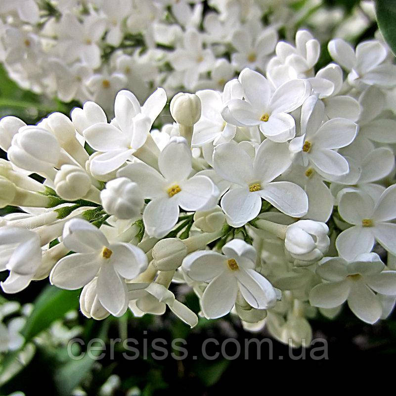 Саджанці Бузку білого 20 см, Syringa vulgaris, фото 1