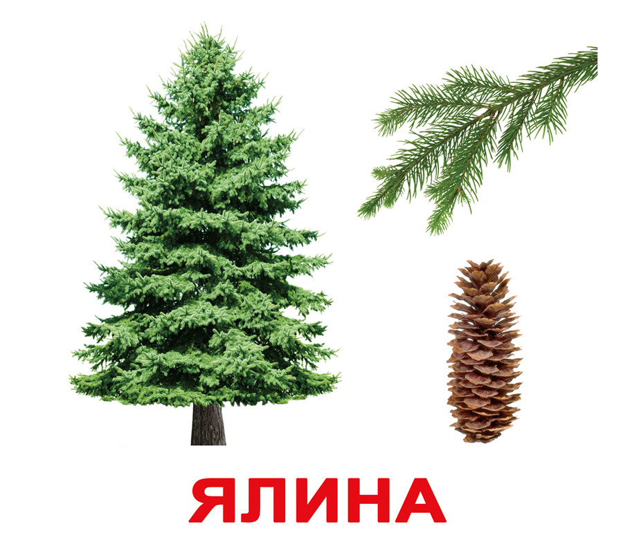 Картки великі українці з фактами "Дерева" 20 карт., методика Глена Домана, у пак. 16,5*19,5см, ТМ Вундеркінд з, фото 1