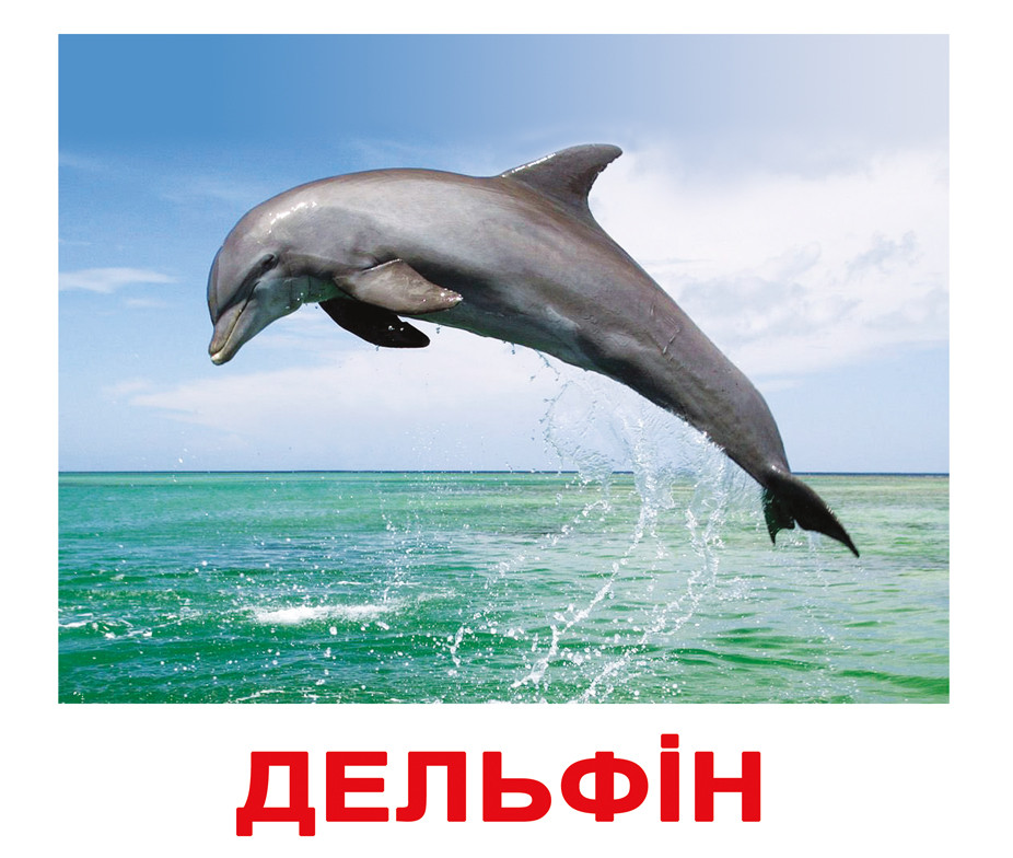 Картки великі українські з фактами "Мешканці водойм" 20шт, методика Глена Домана, у пак. 16,5*19,5см, Україна,, фото 1