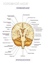 Головний мозок (фронтальний переріз) – постер
