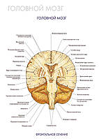 Головной мозг (фронтальное сечение) - постер