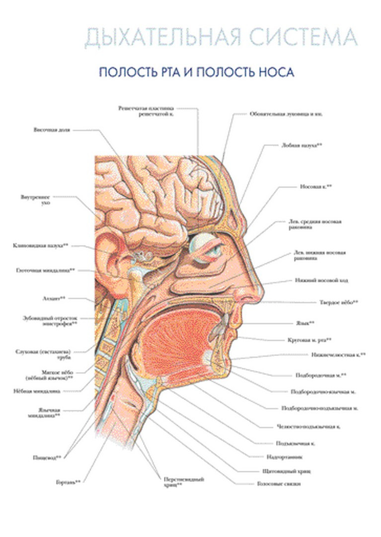 Дихальна система. Порожнина рота та порожнина носа - постер