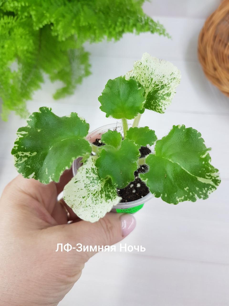 Фіалка ЛФ-Зимова Ніч Крихітка Новинка!