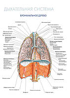 Дыхательная система. Бронхиальное дерево - плакат