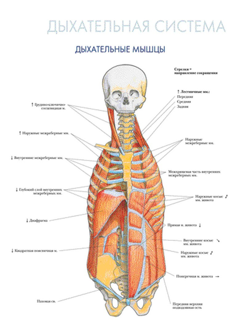 Дихальна система. Дихальні м'язи – плакат
