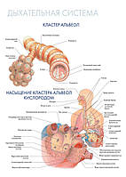 Дихальна система. Кластер альвеол – плакат