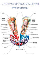 Система кровообращения. Кровеносные сосуды - постер
