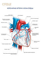 Сердце. Коронарные артерии и вены сердца - постер