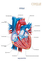 Сердце (вид изнутри) - плакат